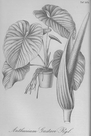 Plate from Gartenflora 131 t. 1076 (1878)