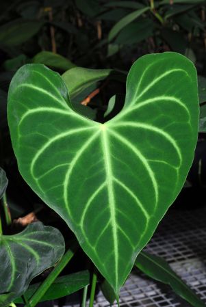 Pictured in Royal Botanic Gardens, Kew Image Copyright © 2012 by David Scherberich