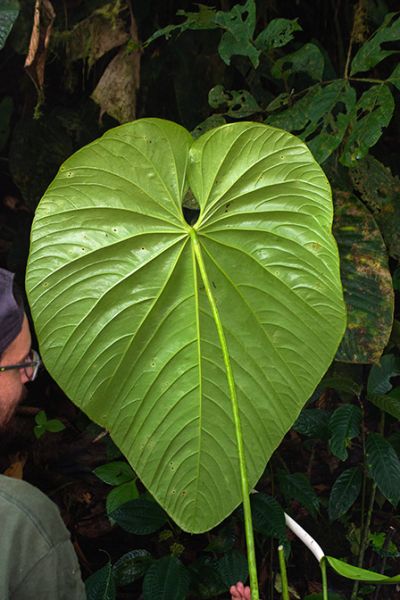 文件:AnthphlebodesMES 05.jpg