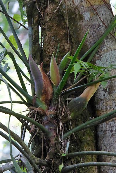 文件:PhiloacuminatissimumBD 03.jpg