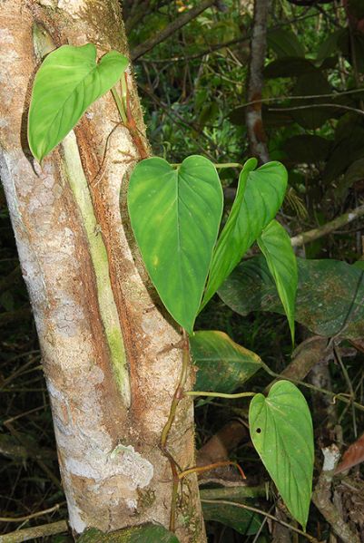 文件:Philobrunneicaule 02.jpg