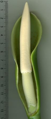 Leppard 1396 from Colombia, pictured at the Jardin Botanique de Lyon (France) Image Copyright © 2013 by David Scherberich