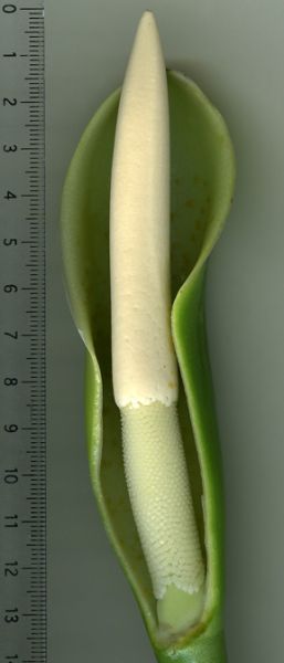 文件:Philoburle-marxii 09.jpg