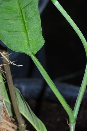 PB03-534 from French Guiana, pictured at the Jardin Botanique de Lyon (France) Image Copyright © 2011 by David Scherberich