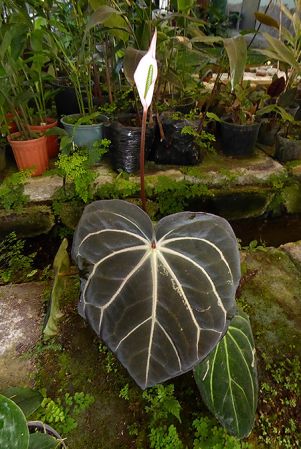 Pictured in cultivation in Volcan, Panama Image Copyright © 2016 by Bruce Dunstan