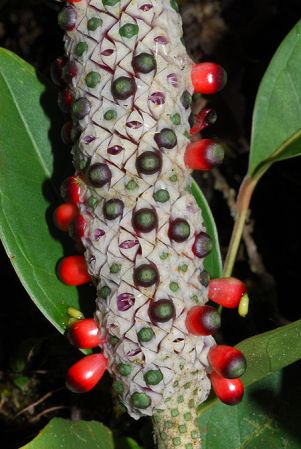 Croat 104093, pictured in Esmeraldas, Ecuador Image Copyright © 2013 by David Scherberich
