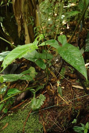 LN006-7-8, pictured in Ecuador Image Copyright © 2011 by Lars Nauheimer