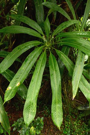 Pictured in the Botanischer Garten München (Germany) Image Copyright © 2016 by David Scherberich