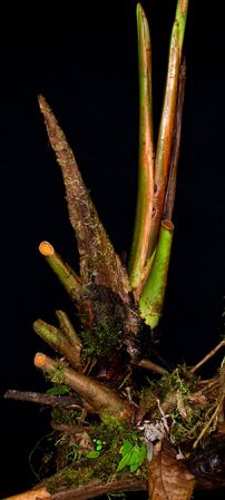 Pictured in Pacto - Pichincha Province Image Copyright © 2024 by Ricardo Zambrano