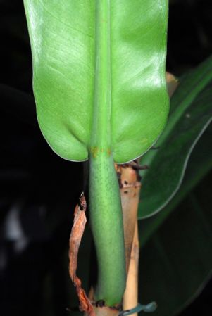 Leppard 1396 from Colombia, pictured in Royal Botanic Gardens, Kew Image Copyright © 2012 by David Scherberich