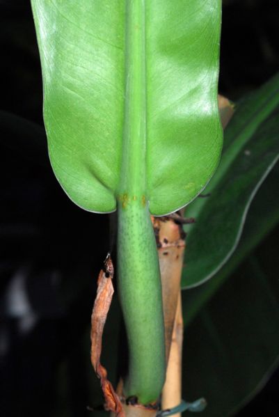 文件:Philoburle-marxii 05.jpg