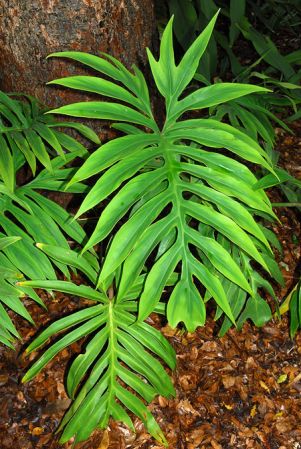 Pictured at the Fairchild Tropical Botanic Garden Image Copyright © 2012 by David Scherberich