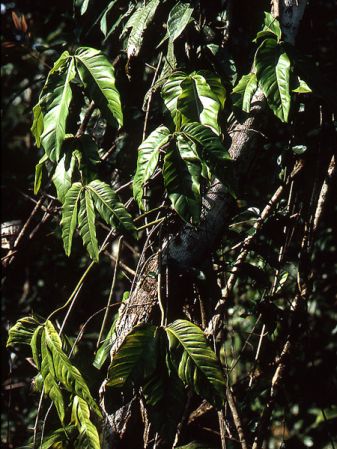 Pictured near Regina, French Guiana Image Copyright © 2006 by David Scherberich