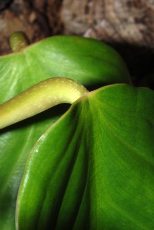 Croat 102968 from Regina, French Guiana Pictured at the Jardin Botanique de Lyon (France) Image Copyright © 2014 by David Scherberich