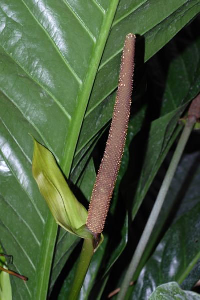 文件:Anthcrassinervium 04.jpg