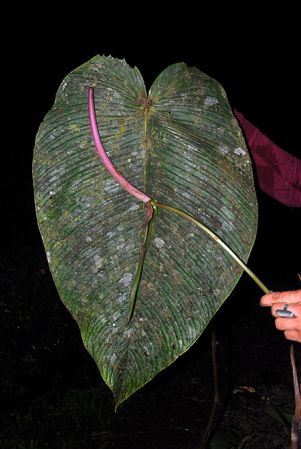 Croat 104236, pictured in Carchi, Ecuador Image Copyright © 2012 by David Scherberich