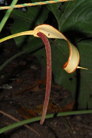 Croat 98234, pictured at the Jardín Botánico Uniamazonia (Florencia, Colombia) Image Copyright © 2013 by David Scherberich