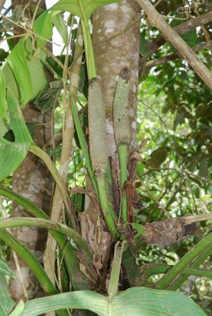 Croat 104164, pictured in Esmeraldas, Ecuador Image Copyright © 2013 by David Scherberich
