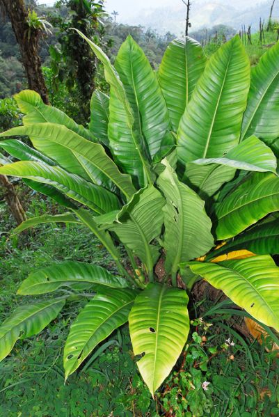 文件:Philoacutifolium 02.jpg