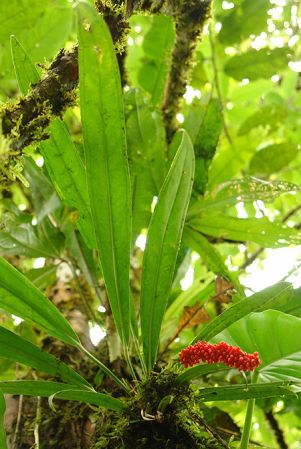 Pictured in Panama Image Copyright © 2011 by Lars Nauheimer