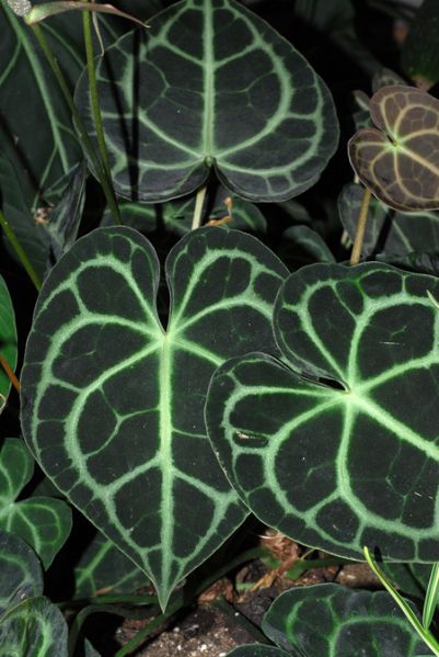 文件:AnthclarinerviumMTJB 02.jpg