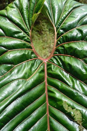 Pictured in Risaralda, Colombia Image Copyright © 2020 by Frederic Muller
