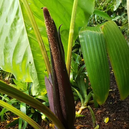 Pictured in the Amazon Spheres Image Copyright © 2020 by Alan Schroder