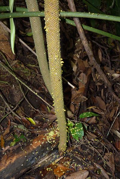 文件:AnthmetallicumCB 02.jpg