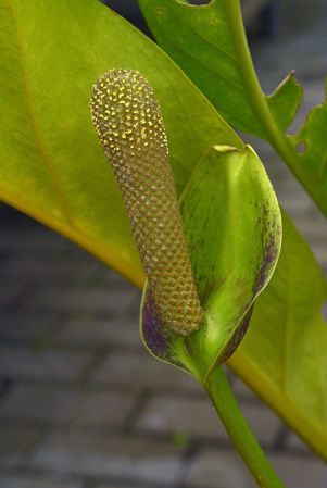 Pictured in Prague Botanic Garden Image Copyright © 2017 by David Scherberich