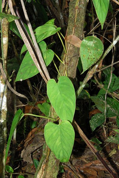 文件:Philobrunneicaule 01.jpg