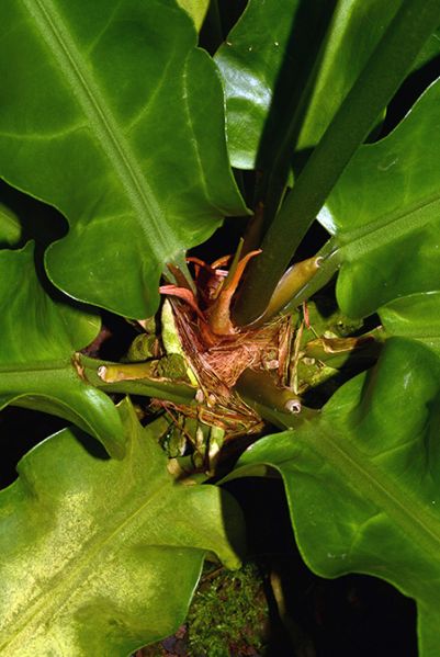 文件:AnthlleweliniiM 03.jpg