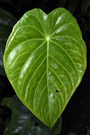 Pictured in Huanuco, Peru Image Copyright © 2020 by Fred Muller