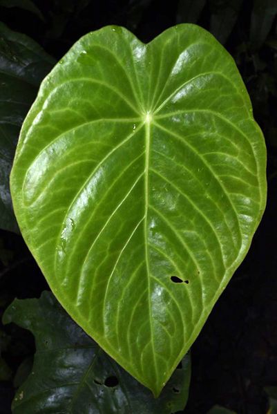 文件:AnthpeltatumFMPER 03.jpg