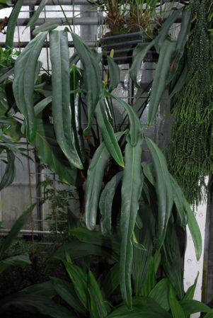 From Panama, pictured in the Botanischer Garten der Universität Heidelberg (Germany) Image Copyright © 2013 by David Scherberich