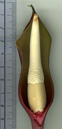 PB03-590 from French Guiana, pictured at the Jardin Botanique de Lyon (France) Image Copyright © 2012 by David Scherberich