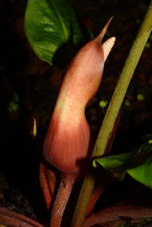Croat 106095 from Orellana/Ecuador, pictured at the Jardin Botanique de Lyon (France) Image Copyright © 2017 by David Scherberich