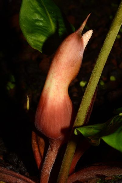 文件:HompicturataCroat 13.jpg