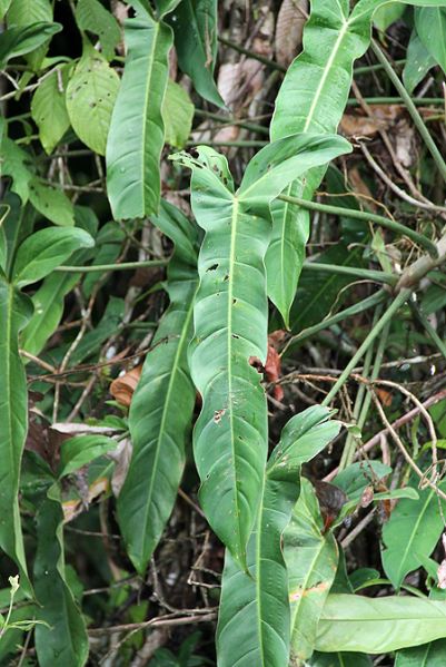 文件:Philoangustilobum 02.jpg