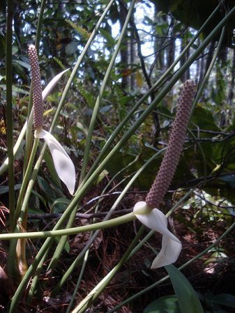 Pictured in Guatemala Image Copyright © 2009 by Frederic Muller