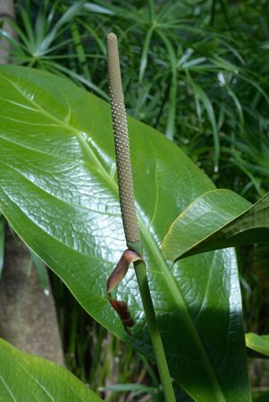 Bleher 150, pictured in Royal Botanic Gardens, Kew Image Copyright © 2015 by David Scherberich