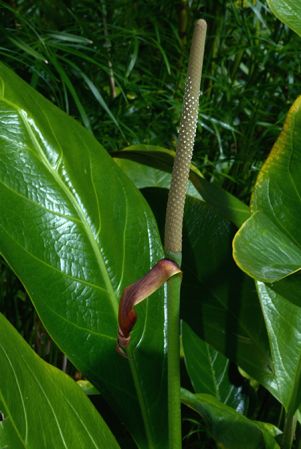 Bleher 150, pictured in Royal Botanic Gardens, Kew Image Copyright © 2015 by David Scherberich