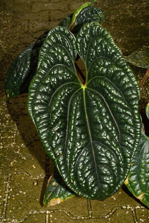 Pictured in the Botanischer Garten München (Germany) Image Copyright © 2016 by David Scherberich