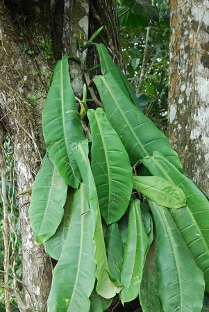 Croat 104163 pictured in Esmeraldas, Ecuador Image Copyright © 2013 by David Scherberich