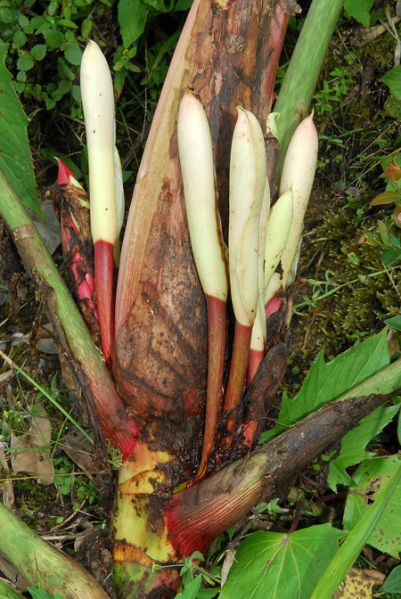 文件:Philokroemeri 06.jpg