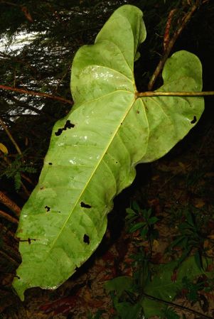 Croat 105523 pictured along Rio Piatua, Napo/Ecuador Image Copyright © 2015 by David Scherberich