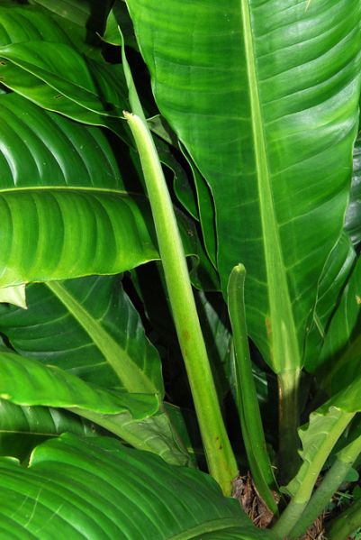 文件:Philoacutifolium 03.jpg