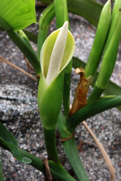 文件:Philoburle-marxii 06.jpg