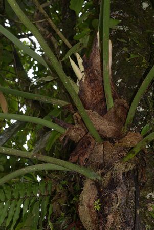 Pictured near Palora (Pastaza, Ecuador) Image Copyright © 2015 by David Scherberich