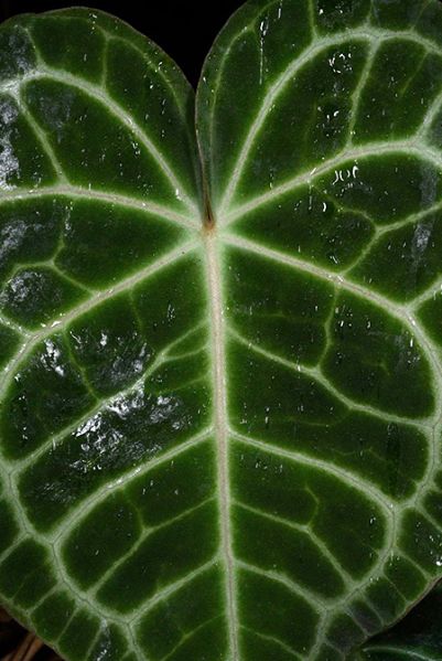 文件:AnthclarinerviumFM 07.jpg