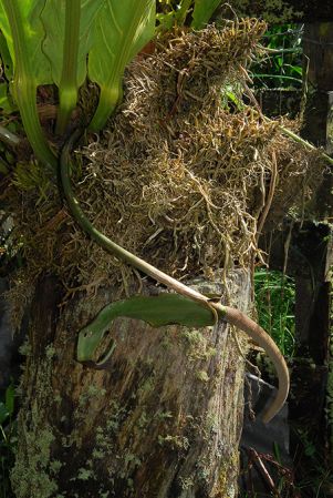 Pictured in Tolima, Colombia Image Copyright © 2013 by David Scherberich